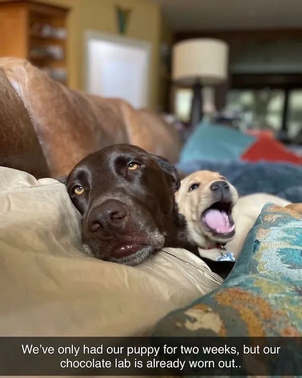 We've only had our puppy for two weeks, but our chocolate lab is already worn out..