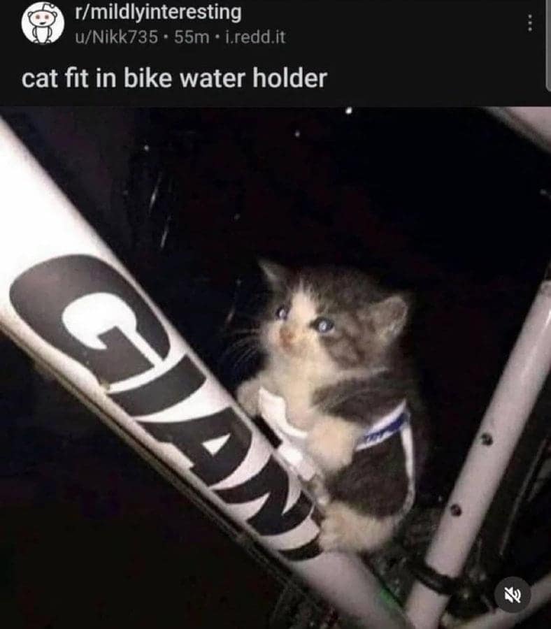 funny reddit posts, bizarre reddit bosts, Reddit humor, internet jokes, viral posts, relatable humor, internet culture, weird posts, online humor, digital jokes, absurd content