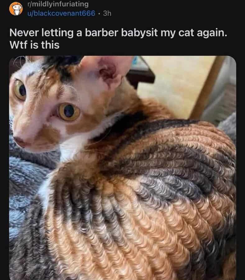 funny reddit posts, unhinged reddit, viral Reddit posts, Reddit memes, trending posts, meme posts, best Reddit threads, top Reddit comments, funny posts, group chat memes, internet jokes, wild Reddit, unhinged posts, screenshot memes, internet memes, Reddit fails, comedy posts, meme gallery, social media memes, viral jokes, Reddit chaos