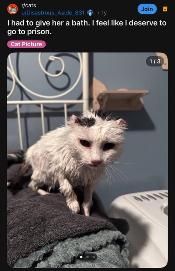 funny reddit posts, bizarre reddit bosts, Reddit humor, internet jokes, viral posts, relatable humor, internet culture, weird posts, online humor, digital jokes, absurd content