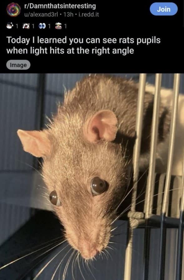 funny reddit posts, bizarre reddit bosts, Reddit humor, internet jokes, viral posts, relatable humor, internet culture, weird posts, online humor, digital jokes, absurd content