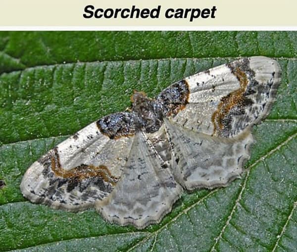 Scorched carpet