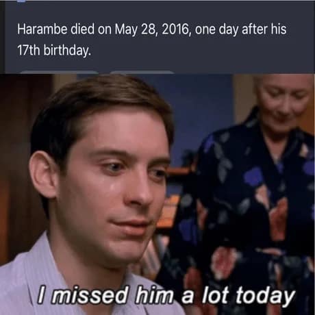 harambe memes, Harambe, gorilla memes, dank memes, meme tribute, viral memes, nostalgic memes, animal memes, Harambe jokes, gorilla humor, meme dump, funny memes, zoo memes, 2016 memes, legendary memes, viral gorilla, meme collection, internet culture, tribute memes