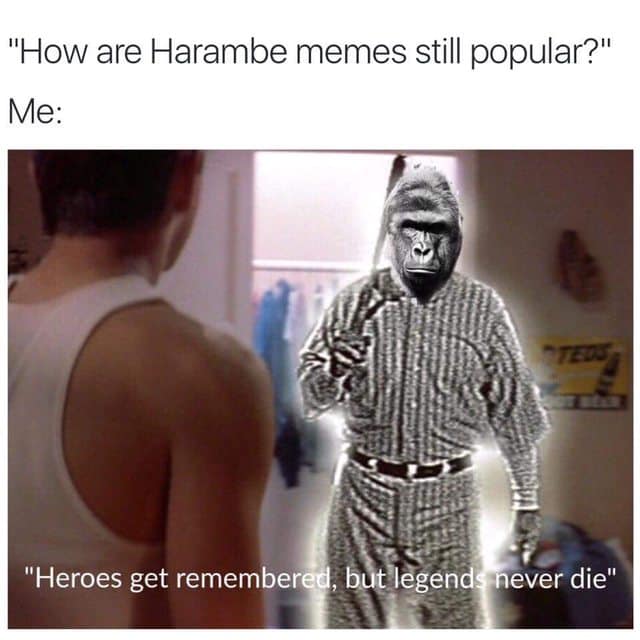 harambe memes, Harambe, gorilla memes, dank memes, meme tribute, viral memes, nostalgic memes, animal memes, Harambe jokes, gorilla humor, meme dump, funny memes, zoo memes, 2016 memes, legendary memes, viral gorilla, meme collection, internet culture, tribute memes