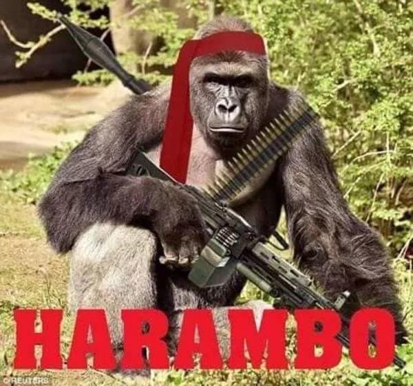 harambe memes, Harambe, gorilla memes, dank memes, meme tribute, viral memes, nostalgic memes, animal memes, Harambe jokes, gorilla humor, meme dump, funny memes, zoo memes, 2016 memes, legendary memes, viral gorilla, meme collection, internet culture, tribute memes