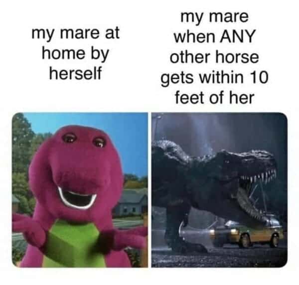 horse girl meme, horse girl memes, horse memes, equestrian memes, barn memes, animal memes, funny horse memes, stable memes, horse humor, horse life memes, pony memes, saddle memes, horse lover memes, pet memes, barn life memes, horse riding memes, chaotic memes, farm memes, animal lover memes, viral memes