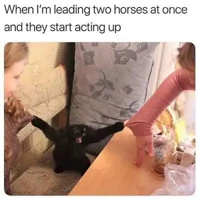 horse girl meme, horse girl memes, horse memes, equestrian memes, barn memes, animal memes, funny horse memes, stable memes, horse humor, horse life memes, pony memes, saddle memes, horse lover memes, pet memes, barn life memes, horse riding memes, chaotic memes, farm memes, animal lover memes, viral memes