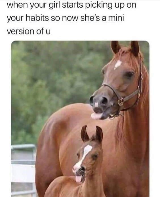 horse girl meme, horse girl memes, horse memes, equestrian memes, barn memes, animal memes, funny horse memes, stable memes, horse humor, horse life memes, pony memes, saddle memes, horse lover memes, pet memes, barn life memes, horse riding memes, chaotic memes, farm memes, animal lover memes, viral memes