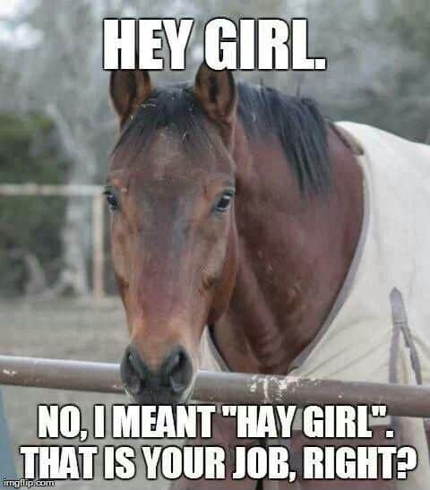 horse girl meme, horse girl memes, horse memes, equestrian memes, barn memes, animal memes, funny horse memes, stable memes, horse humor, horse life memes, pony memes, saddle memes, horse lover memes, pet memes, barn life memes, horse riding memes, chaotic memes, farm memes, animal lover memes, viral memes