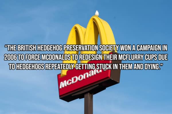 "THE BRITISH HEDGEHOG PRESERVATION SOCIETY WON A CAMPAIGN IN 2006 TO FORCE MCDONALDS TO REDESIGN THEIR MCFLURRY CUPS DUE TO HEDGEHOGS REPEATEDLY GETTING STUCK IN THEM AND DYING."