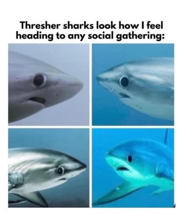 Thresher sharks look how I feel heading to any social gathering: