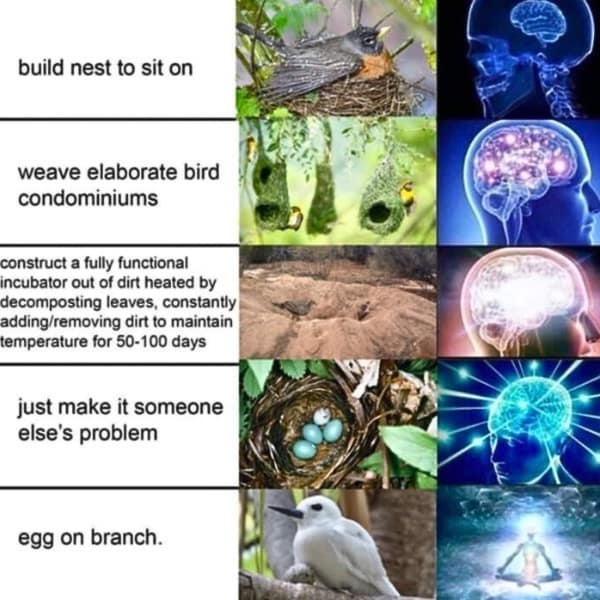 meme dump, funny memes, hilarious memes, meme collection, work memes, office memes, workplace humor, professional memes life memes, everyday memes, relatable memes, sarcastic life humor, lunchtime memes, break memes, lunchtime laughs, midday humor, meme gallery, dank memes, dank meme dump