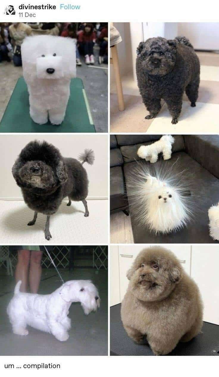 square dogs
