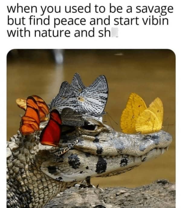 nature memes, outdoor memes, Hiking Memes, Funny Outdoor Content, Hilarious Camping Stories, Amusing Hiking Fails, Wilderness Humor, Backcountry Jokes, Forest Funnies