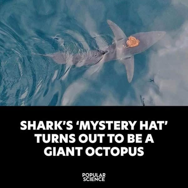 SHARK'S 'MYSTERY HAT' TURNS OUT TO BE A GIANT OCTOPUS