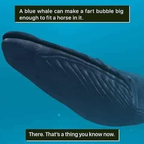 A blue whale can make a fart bubble big enough to fit a horse in it.