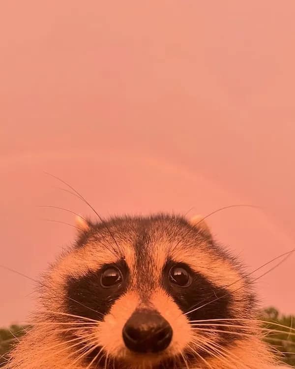 positive memes, positivity memes, wholesome memes, encouragement memes, happy memes, viral positivity, supportive posts, feel-good humor, positivity memes, smile memes, uplifting memes, motivational jokes, mood booster, good energy, internet hugs, daily encouragement, meme gallery, positive energy, happiness memes