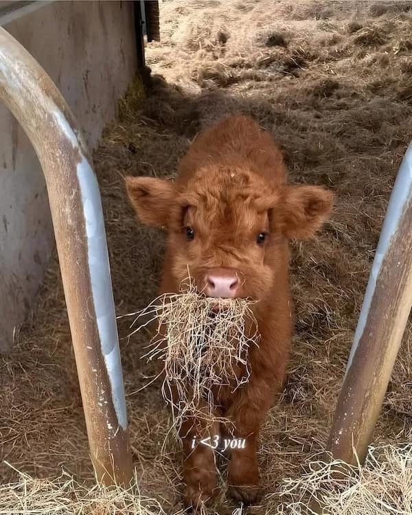 positive memes, positivity memes, wholesome memes, encouragement memes, happy memes, viral positivity, supportive posts, feel-good humor, positivity memes, smile memes, uplifting memes, motivational jokes, mood booster, good energy, internet hugs, daily encouragement, meme gallery, positive energy, happiness memes