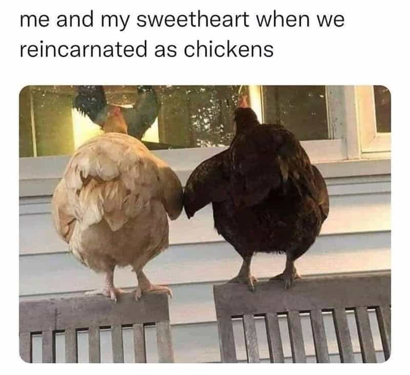 relationship memes, healthy couple memes, couple memes, dating memes, healthy relationship jokes, partnership memes, funny couple posts, love memes, relationship humor, relatable memes, marriage memes, relationship goals, couple jokes, text memes, dating humor, relationship laughs, roast memes, partner memes, funny romance, happy couple memes, meme scroll