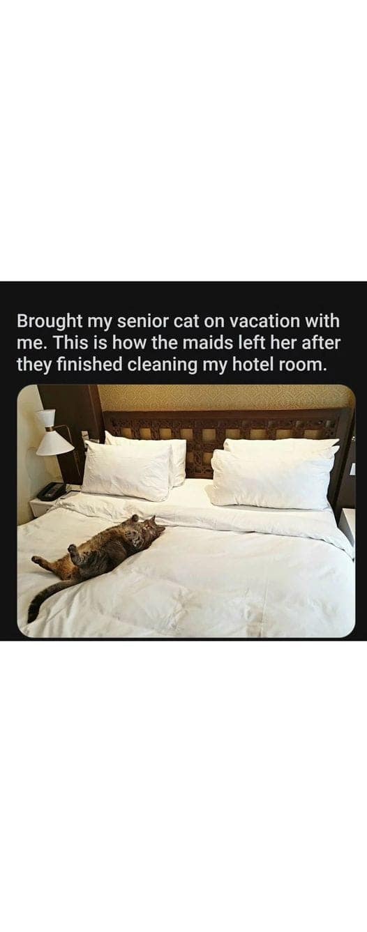 wholesome memes, heartwarming memes, uplifting memes, happy memes, positive memes, trending memes, good vibes memes, motivational memes, meme dump, friendship memes, mood boost, cute memes, feel-good memes, Monday memes, serotonin memes, joy memes, funny wholesome memes, stress relief memes, smile memes