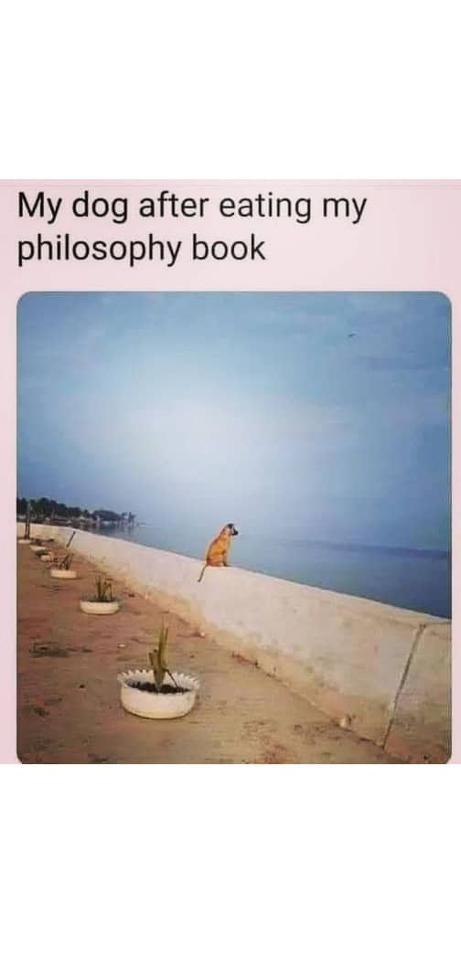 wholesome memes, heartwarming memes, uplifting memes, happy memes, positive memes, trending memes, good vibes memes, motivational memes, meme dump, friendship memes, mood boost, cute memes, feel-good memes, Monday memes, serotonin memes, joy memes, funny wholesome memes, stress relief memes, smile memes