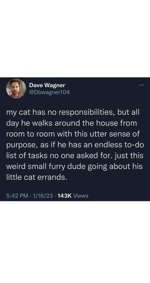 my cat has no responsibilities, but all day he walks around the house from room to room with this utter sense of purpose, as if he has an endless to-do list of tasks no one asked for. just this weird small furry dude going about his little cat errands.