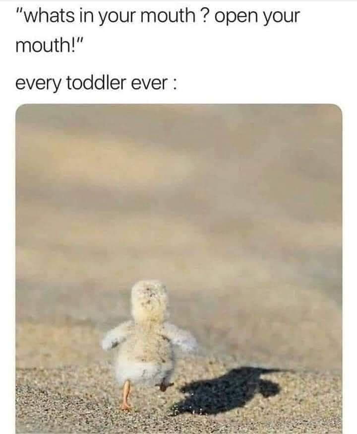 toddler memes, parenting memes, baby memes, toddler jokes, tiny tyrant memes, snack time memes, meltdown memes, toddler chaos memes, toddler life memes, mom memes, dad memes, diaper memes, LEGO memes, nap time memes, toddler humor, family memes, early childhood memes, toddler tantrum memes, parent life memes, parenting humor