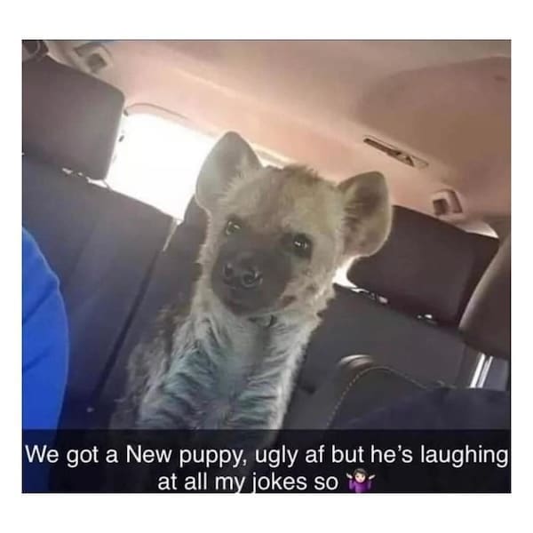 animal memes, funny animal memes, dog memes, cat memes, relatable memes, pet memes, viral pets, animal humor, classic memes, animal reaction pics, trending memes, group chat memes, animal fails, pet humor, internet animals, funny pets, animal jokes, pet videos, animal chaos, furry memes