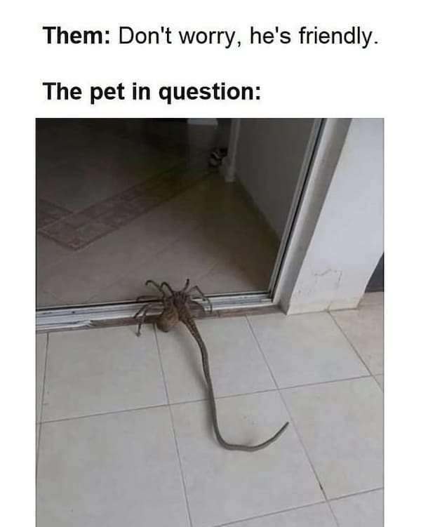 animal memes, funny animal memes, dog memes, cat memes, relatable memes, pet memes, viral pets, animal humor, classic memes, animal reaction pics, trending memes, group chat memes, animal fails, pet humor, internet animals, funny pets, animal jokes, pet videos, animal chaos, furry memes