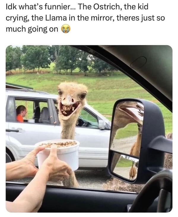 animal memes, funny animal memes, dog memes, cat memes, relatable memes, pet memes, viral pets, animal humor, classic memes, animal reaction pics, trending memes, group chat memes, animal fails, pet humor, internet animals, funny pets, animal jokes, pet videos, animal chaos, furry memes