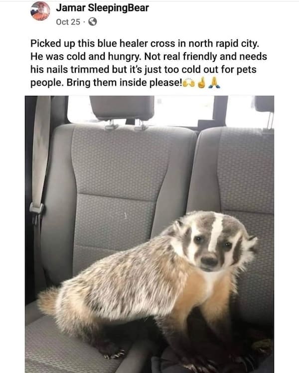 animal memes, funny animal memes, dog memes, cat memes, relatable memes, pet memes, viral pets, animal humor, classic memes, animal reaction pics, trending memes, group chat memes, animal fails, pet humor, internet animals, funny pets, animal jokes, pet videos, animal chaos, furry memes