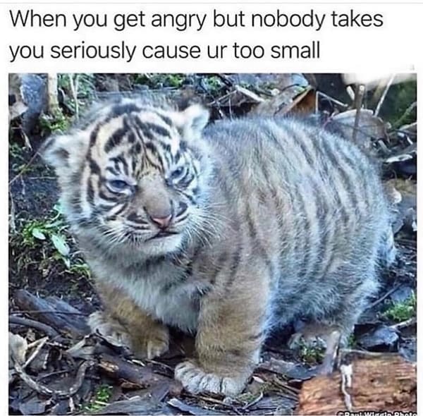 animal memes, funny animal memes, dog memes, cat memes, relatable memes, pet memes, viral pets, animal humor, classic memes, animal reaction pics, trending memes, group chat memes, animal fails, pet humor, internet animals, funny pets, animal jokes, pet videos, animal chaos, furry memes