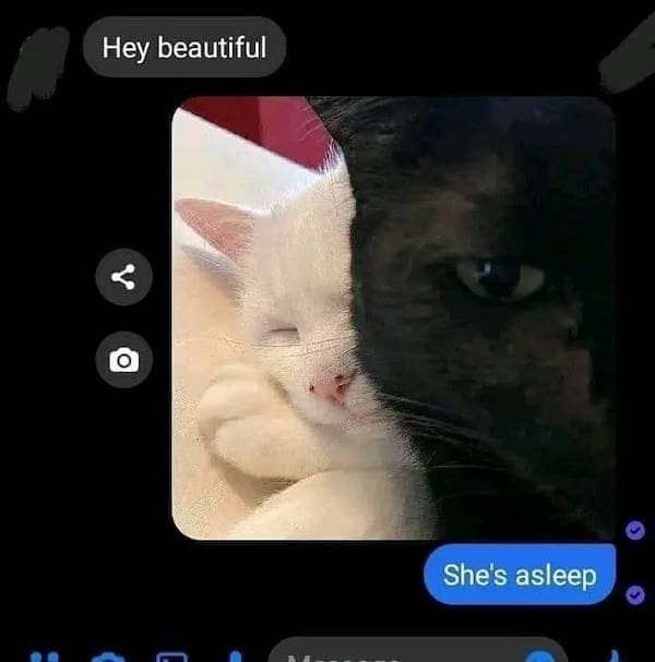 animal memes, funny animal memes, dog memes, cat memes, relatable memes, pet memes, viral pets, animal humor, classic memes, animal reaction pics, trending memes, group chat memes, animal fails, pet humor, internet animals, funny pets, animal jokes, pet videos, animal chaos, furry memes