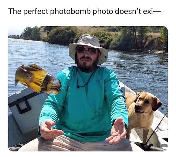 animal memes, funny animal memes, dog memes, cat memes, relatable memes, pet memes, viral pets, animal humor, classic memes, animal reaction pics, trending memes, group chat memes, animal fails, pet humor, internet animals, funny pets, animal jokes, pet videos, animal chaos, furry memes