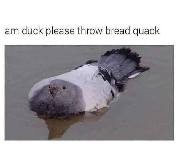 animal memes, funny animal memes, dog memes, cat memes, relatable memes, pet memes, viral pets, animal humor, classic memes, animal reaction pics, trending memes, group chat memes, animal fails, pet humor, internet animals, funny pets, animal jokes, pet videos, animal chaos, furry memes