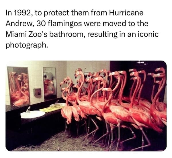 animal memes, funny animal memes, dog memes, cat memes, relatable memes, pet memes, viral pets, animal humor, classic memes, animal reaction pics, trending memes, group chat memes, animal fails, pet humor, internet animals, funny pets, animal jokes, pet videos, animal chaos, furry memes