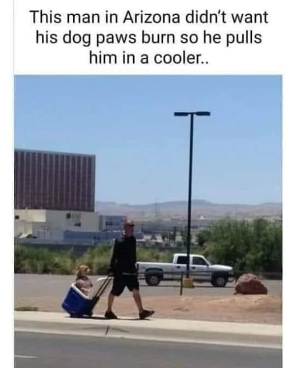 animal memes, funny animal memes, dog memes, cat memes, relatable memes, pet memes, viral pets, animal humor, classic memes, animal reaction pics, trending memes, group chat memes, animal fails, pet humor, internet animals, funny pets, animal jokes, pet videos, animal chaos, furry memes