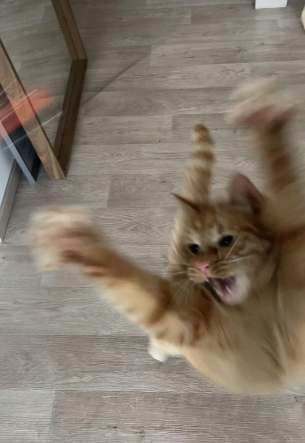 Blurry cats in action: orange tabby jumps with paws outstretched in a funny cat photo.