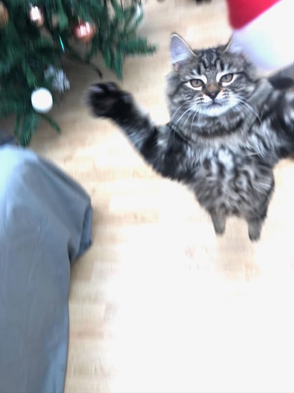 blurry cats, funny cat photos, funny cats, cat memes, pet photography, blurry photos, cat pictures, pet humor, animal memes, pet fails, cat fails, hilarious cats, unphotogenic cats, cat lovers, viral cats, camera fails, feline comedy, funny pet pics, cat energy, chaotic pets