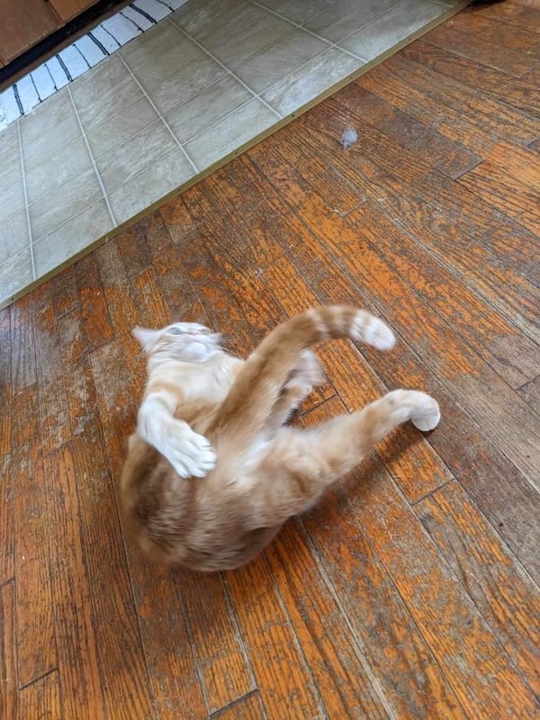 Blurry cats classic: black cat with glowing, doubled eyes and wild motion blur.