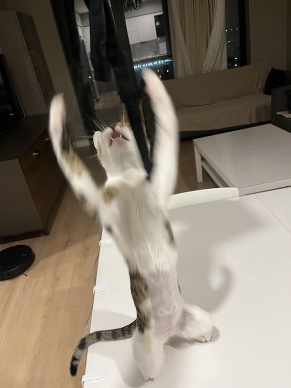 Blurry cats photo of a fluffy tabby leaping in front of a Christmas tree, paws outstretched.
