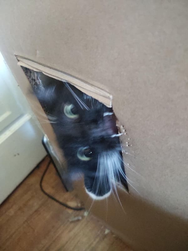 blurry cats, funny cat photos, funny cats, cat memes, pet photography, blurry photos, cat pictures, pet humor, animal memes, pet fails, cat fails, hilarious cats, unphotogenic cats, cat lovers, viral cats, camera fails, feline comedy, funny pet pics, cat energy, chaotic pets