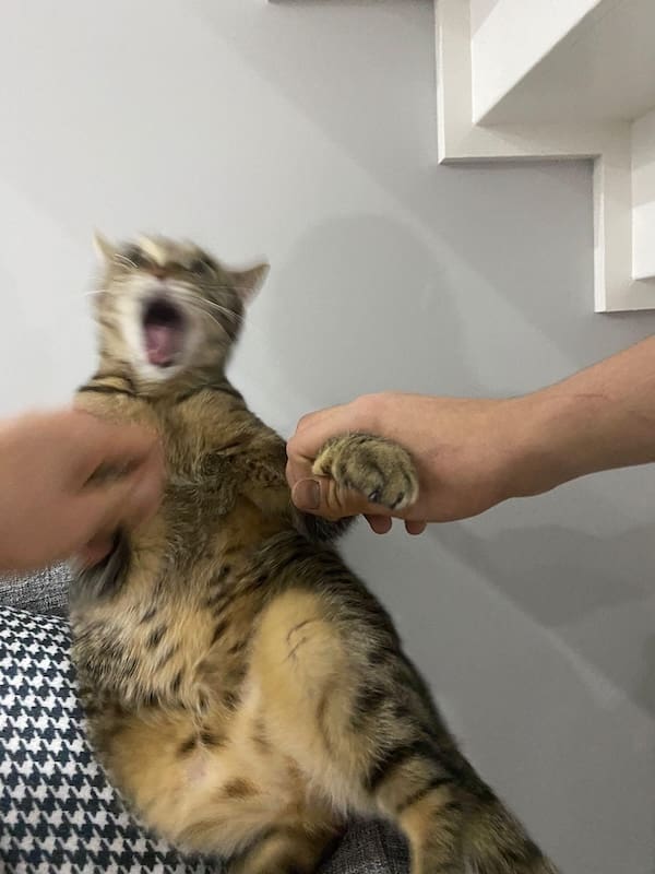 blurry cats, funny cat photos, funny cats, cat memes, pet photography, blurry photos, cat pictures, pet humor, animal memes, pet fails, cat fails, hilarious cats, unphotogenic cats, cat lovers, viral cats, camera fails, feline comedy, funny pet pics, cat energy, chaotic pets