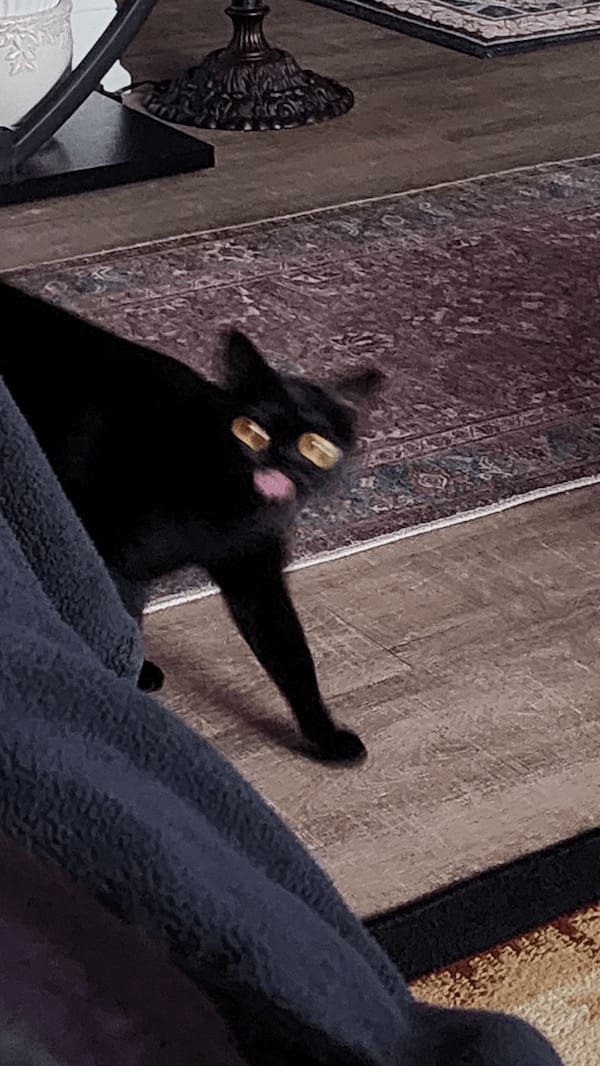 blurry cats, funny cat photos, funny cats, cat memes, pet photography, blurry photos, cat pictures, pet humor, animal memes, pet fails, cat fails, hilarious cats, unphotogenic cats, cat lovers, viral cats, camera fails, feline comedy, funny pet pics, cat energy, chaotic pets