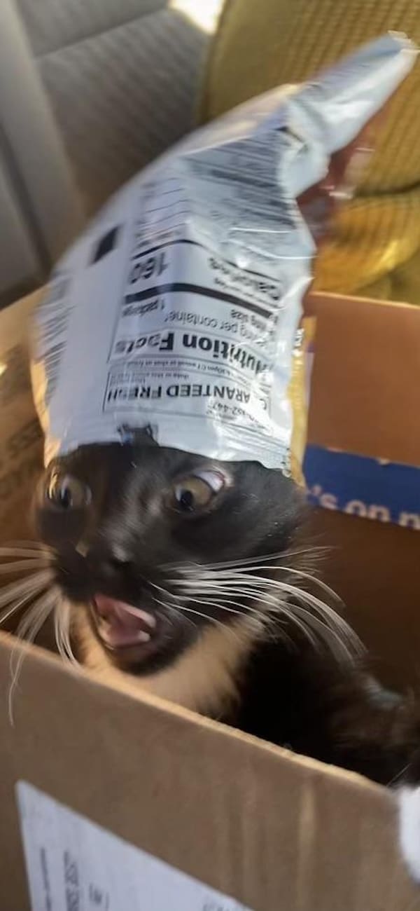 blurry cats, funny cat photos, funny cats, cat memes, pet photography, blurry photos, cat pictures, pet humor, animal memes, pet fails, cat fails, hilarious cats, unphotogenic cats, cat lovers, viral cats, camera fails, feline comedy, funny pet pics, cat energy, chaotic pets