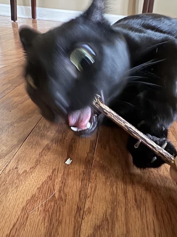 blurry cats, funny cat photos, funny cats, cat memes, pet photography, blurry photos, cat pictures, pet humor, animal memes, pet fails, cat fails, hilarious cats, unphotogenic cats, cat lovers, viral cats, camera fails, feline comedy, funny pet pics, cat energy, chaotic pets