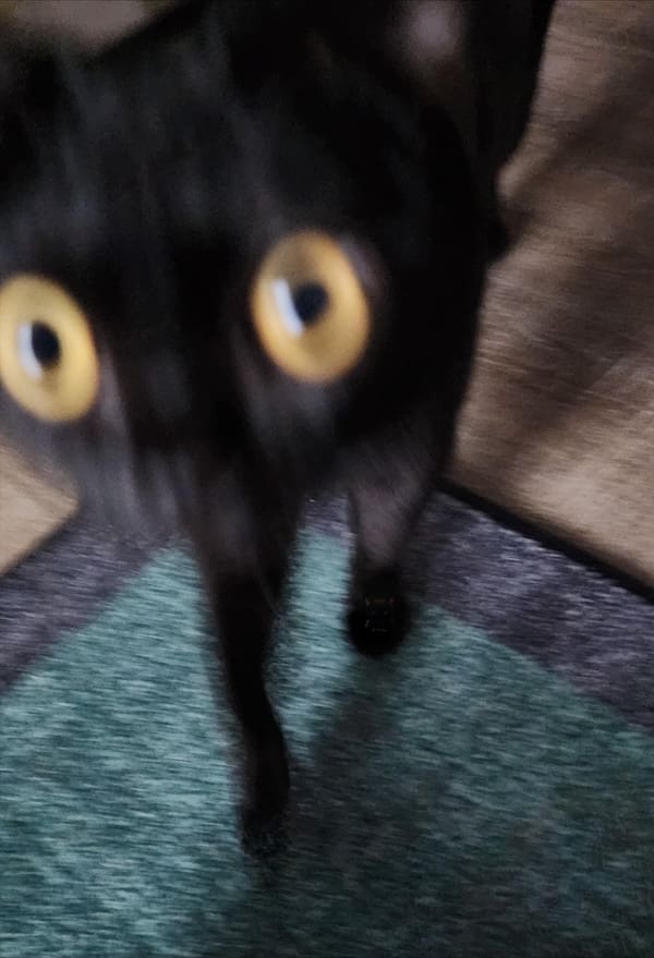 Blurry cats close-up of black cat with wide yellow eyes, racing toward the camera.