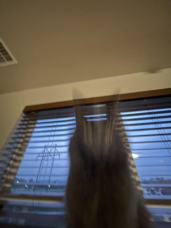 blurry cats, funny cat photos, funny cats, cat memes, pet photography, blurry photos, cat pictures, pet humor, animal memes, pet fails, cat fails, hilarious cats, unphotogenic cats, cat lovers, viral cats, camera fails, feline comedy, funny pet pics, cat energy, chaotic pets