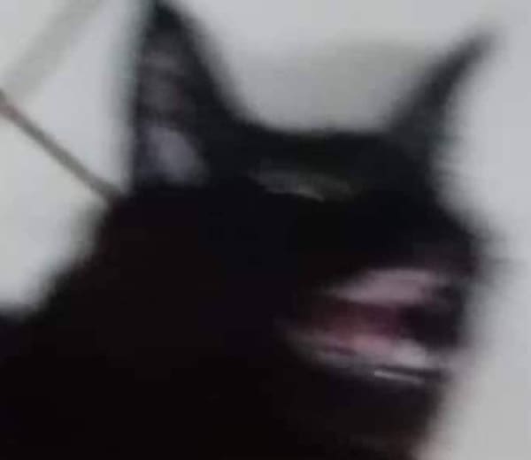 blurry cats, funny cat photos, funny cats, cat memes, pet photography, blurry photos, cat pictures, pet humor, animal memes, pet fails, cat fails, hilarious cats, unphotogenic cats, cat lovers, viral cats, camera fails, feline comedy, funny pet pics, cat energy, chaotic pets