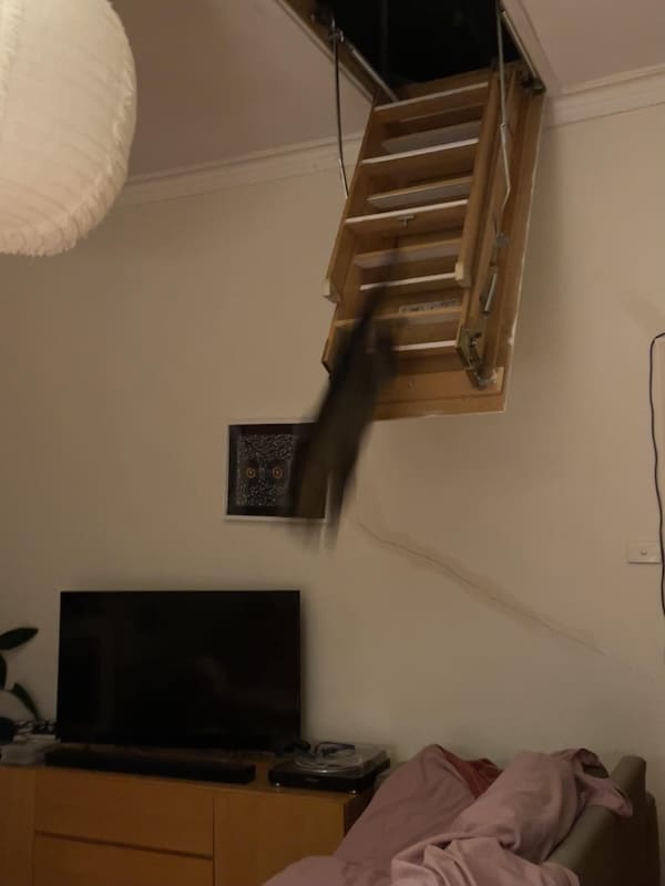 Blurry cats image of a black cat in motion, mouth open in a dramatic funny cat moment.